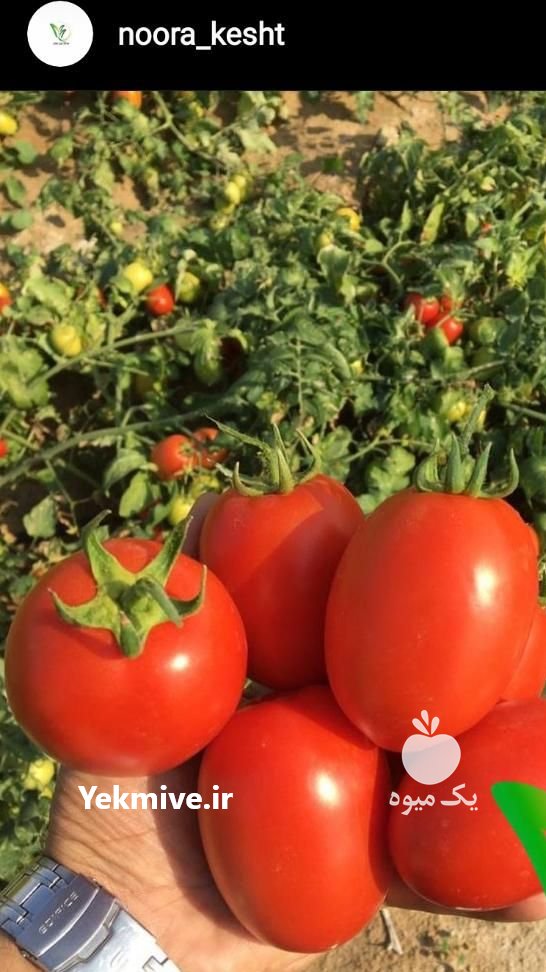 فروش بذر گوجه بامیک در تهران در گروه خرید فروش بذر - انواع محصول کشاورزی گوجه کتان میوه درخت در یکمیوه -عکس1