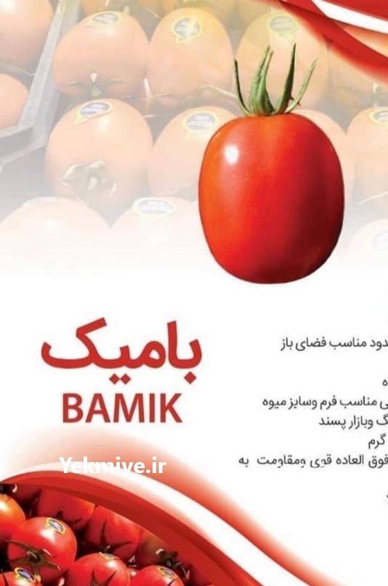 فروش بذر گوجه بامیک در تهران در گروه خرید فروش بذر - انواع محصول کشاورزی گوجه کتان میوه درخت در یکمیوه -عکس4