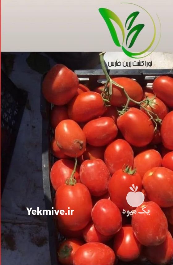 فروش بذر گوجه بامیک در تهران در گروه خرید فروش بذر - انواع محصول کشاورزی گوجه کتان میوه درخت در یکمیوه -عکس3