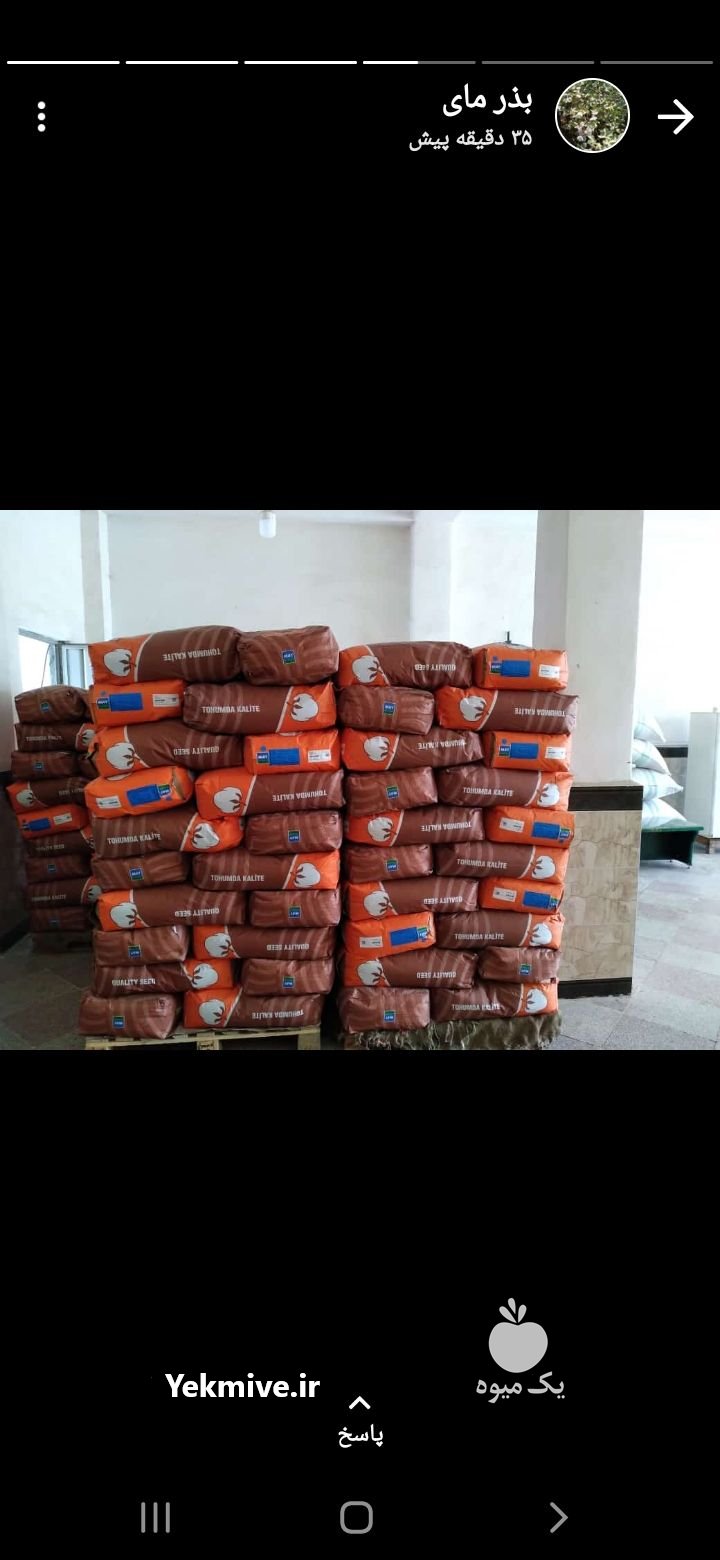 بذر پنبه مای 2021 در اصلاندوز در گروه سایر محصولات فرنگی فروش عمده در یکمیوه -عکس1