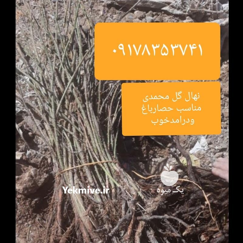 فروش نهال گل محمدی در داراب در گروه خرید فروش عمده سایر محصولات باغبانی مرکبات در یکمیوه -عکس1