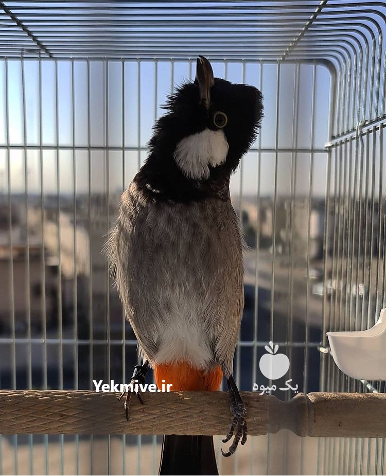 بلبل خرما عالی در تهران در گروه انواع پرنده - زینتی عروس هما مینا طوطی مرغ عشق در یکمیوه -عکس2
