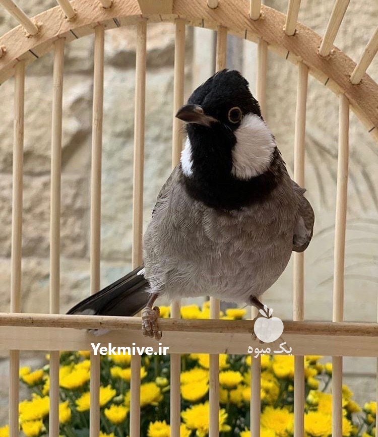 بلبل خرما عالی در تهران در گروه انواع پرنده - زینتی عروس هما مینا طوطی مرغ عشق در یکمیوه -عکس3