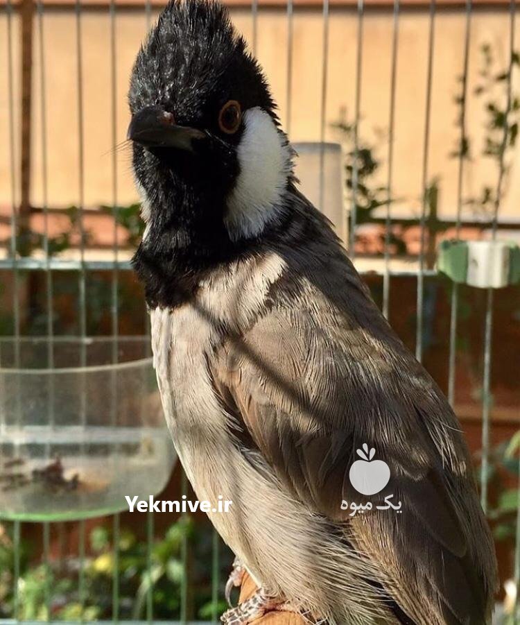 بلبل خرما عالی در تهران در گروه انواع پرنده - زینتی عروس هما مینا طوطی مرغ عشق در یکمیوه -عکس4