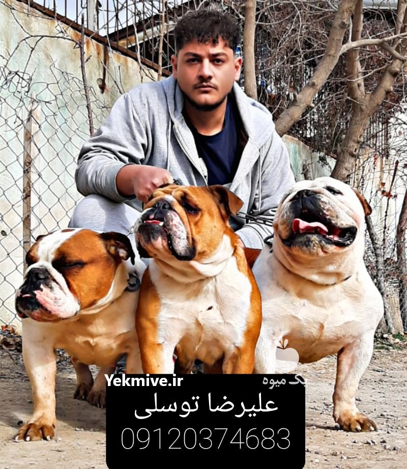 فروش سگ در مجموعه سگ های نگهبان در کرج در گروه سگ و گربه _ نگهبان هاسکی ژرمن دوبرمن سرابی در یکمیوه -عکس1