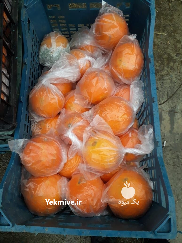 فروش پرتقال درجه یک شمال در بندرگز در گروه خرید فروش عمده پرتقال - پرتقال رسمی تامسون خونی جنوب در یکمیوه -عکس1
