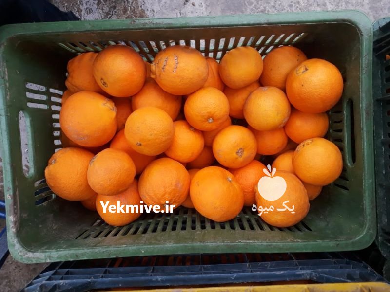 فروش پرتقال درجه یک شمال در بندرگز در گروه خرید فروش عمده پرتقال - پرتقال رسمی تامسون خونی جنوب در یکمیوه -عکس2