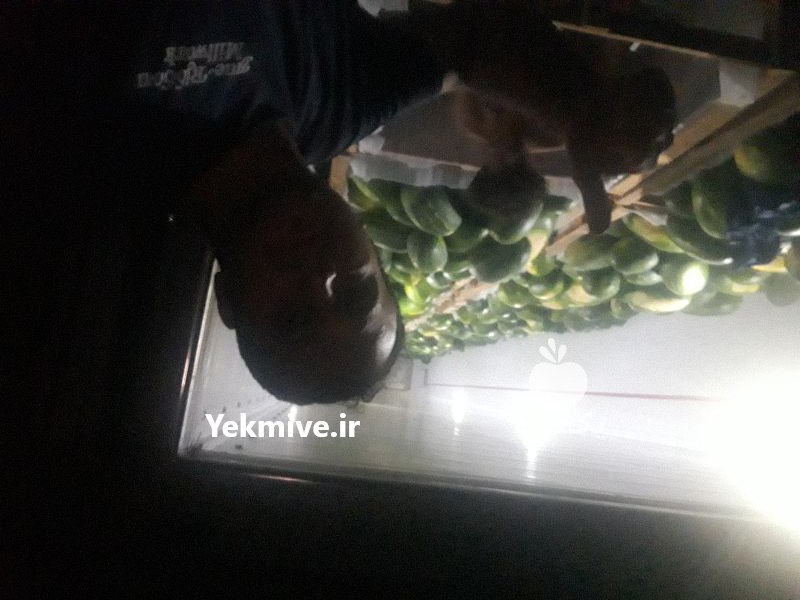 فروش هندوانه در تهران در گروه خرید فروش عمده هندوانه - صادراتی گرد بیضی زرد قرمز در یکمیوه -عکس1