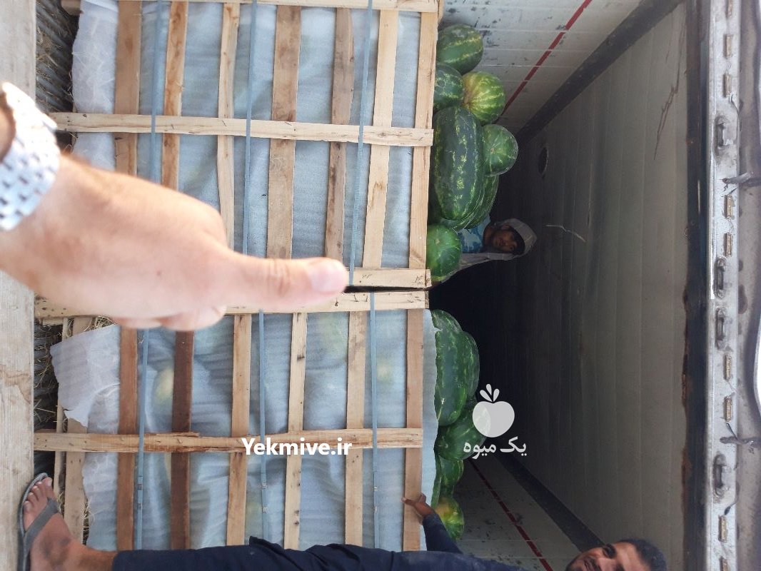 فروش هندوانه در تهران در گروه خرید فروش عمده هندوانه - صادراتی گرد بیضی زرد قرمز در یکمیوه -عکس3