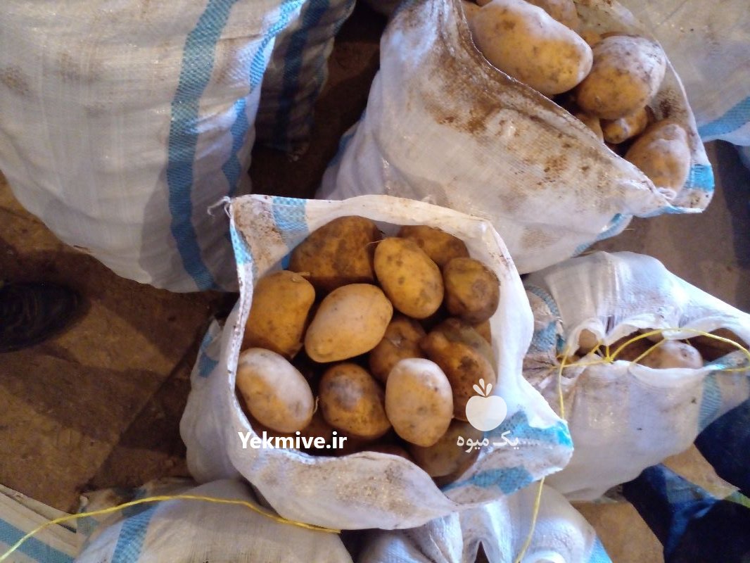 سیب زمینی بذری کلاس دار در اصفهان در گروه خرید فروش عمده سایر محصولات زراعی سر زمین در یکمیوه -عکس1