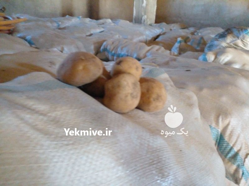 سیب زمینی بذری کلاس دار در اصفهان در گروه خرید فروش عمده سایر محصولات زراعی سر زمین در یکمیوه -عکس2