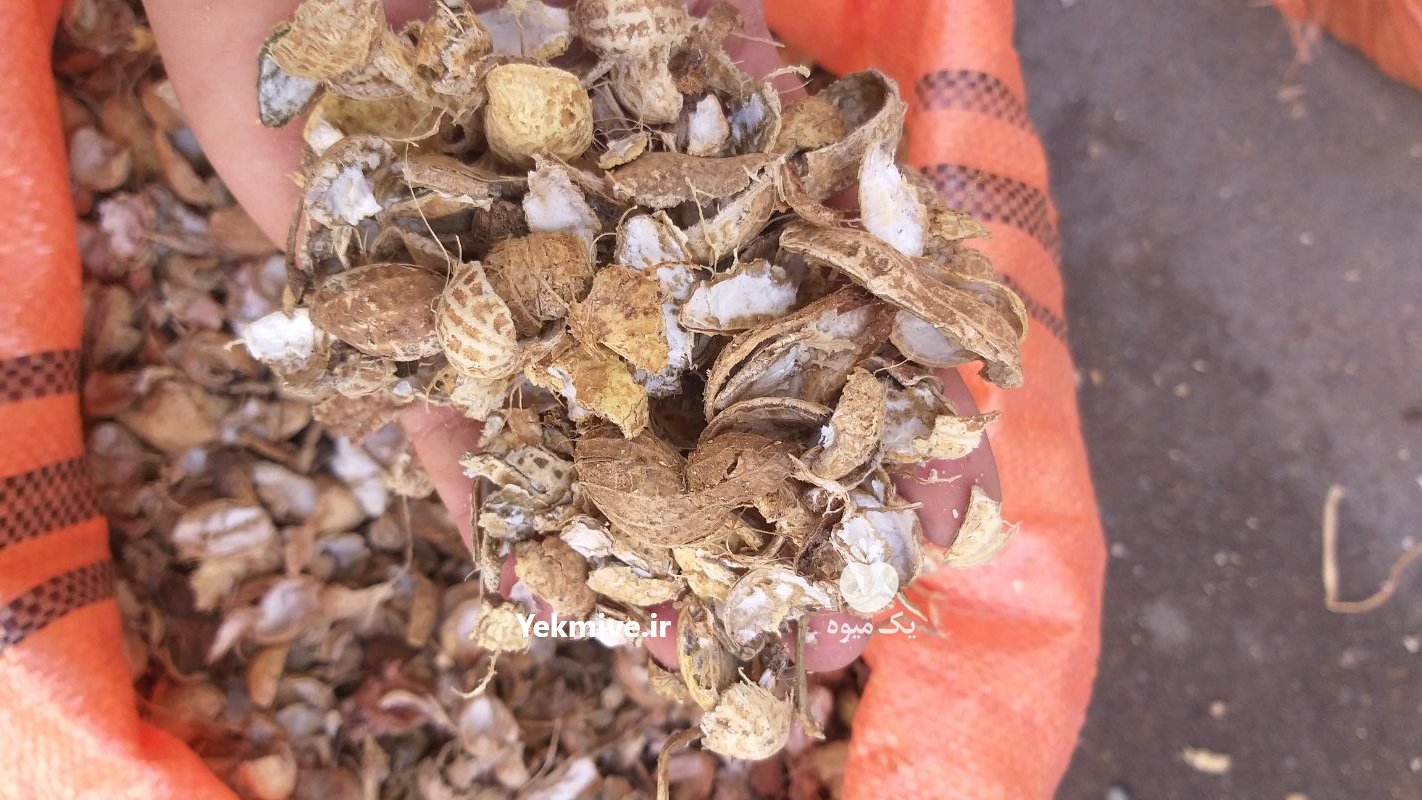 پوست بادام زمینی در آستانه اشرفیه در گروه خرید فروش عمده علوفه - ذرت دام گاو هیدروپونیک در یکمیوه -عکس1