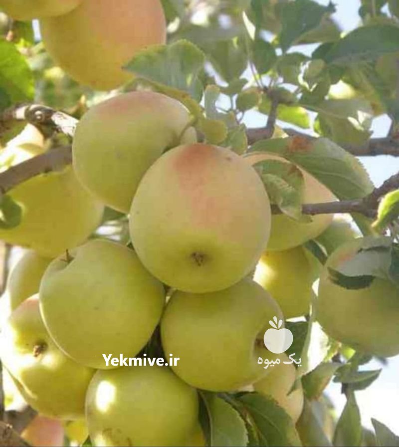 فروش سیب سمیرم در اصفهان در گروه خرید فروش عمده سیب - زرد و قرمز گلاب پاییزه در یکمیوه -عکس1