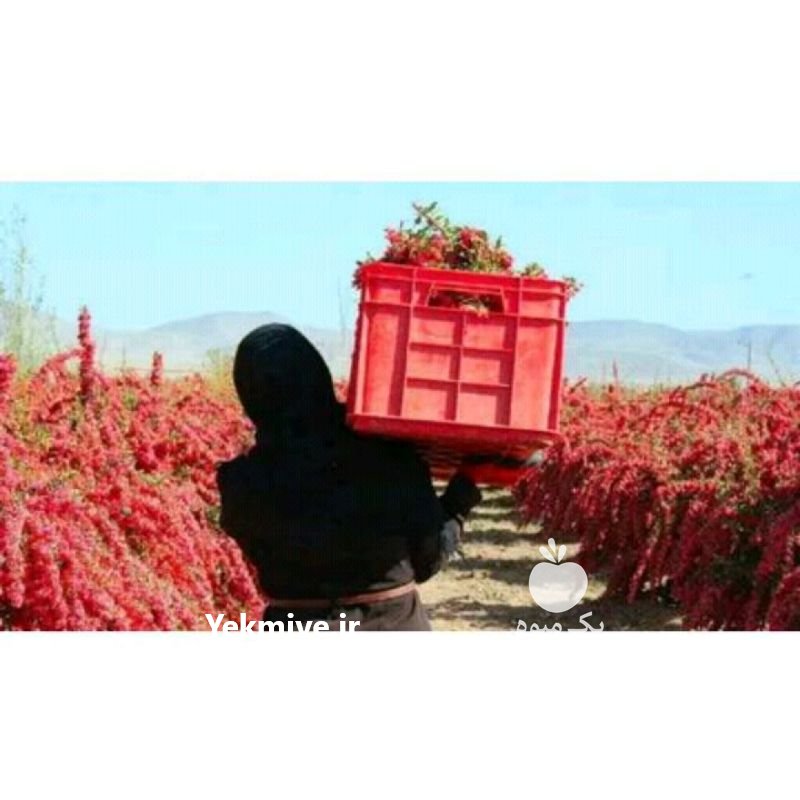 زرشک پفکی ممتاز فاخر خراسان در بیرجند در گروه خرید فروش عمده ازگیل و تمشک و زرشک - ژاپنی فروش مستقیم در یکمیوه -عکس1