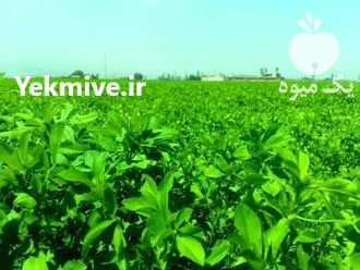 توزیع انواع بذر یونجه عمده و خرده در تهران در گروه خرید فروش بذر - انواع محصول کشاورزی گوجه کتان میوه درخت در یکمیوه -عکس3