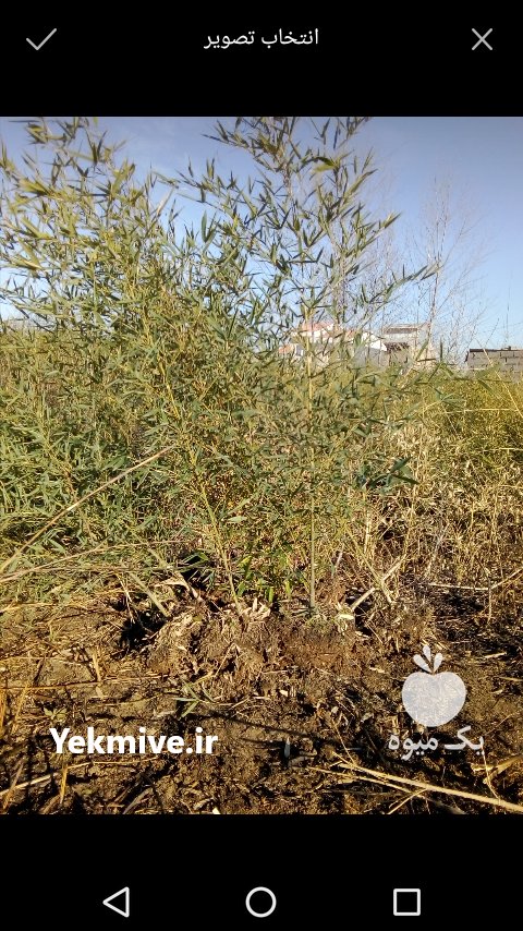 نهال بامبو با ریشه در لاهیجان در گروه خرید فروش نهال - انواع گردو پسته بادام سلطانی انگور در یکمیوه -عکس1