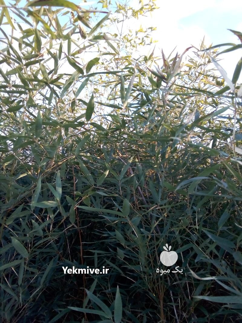 نهال بامبو با ریشه در لاهیجان در گروه خرید فروش نهال - انواع گردو پسته بادام سلطانی انگور در یکمیوه -عکس2