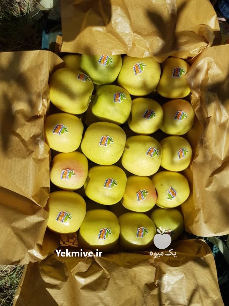 فروش سیب زرد و قرمز با کیفیت عالی در فارس در گروه خرید فروش عمده سیب - زرد و قرمز گلاب پاییزه در یکمیوه -عکس2