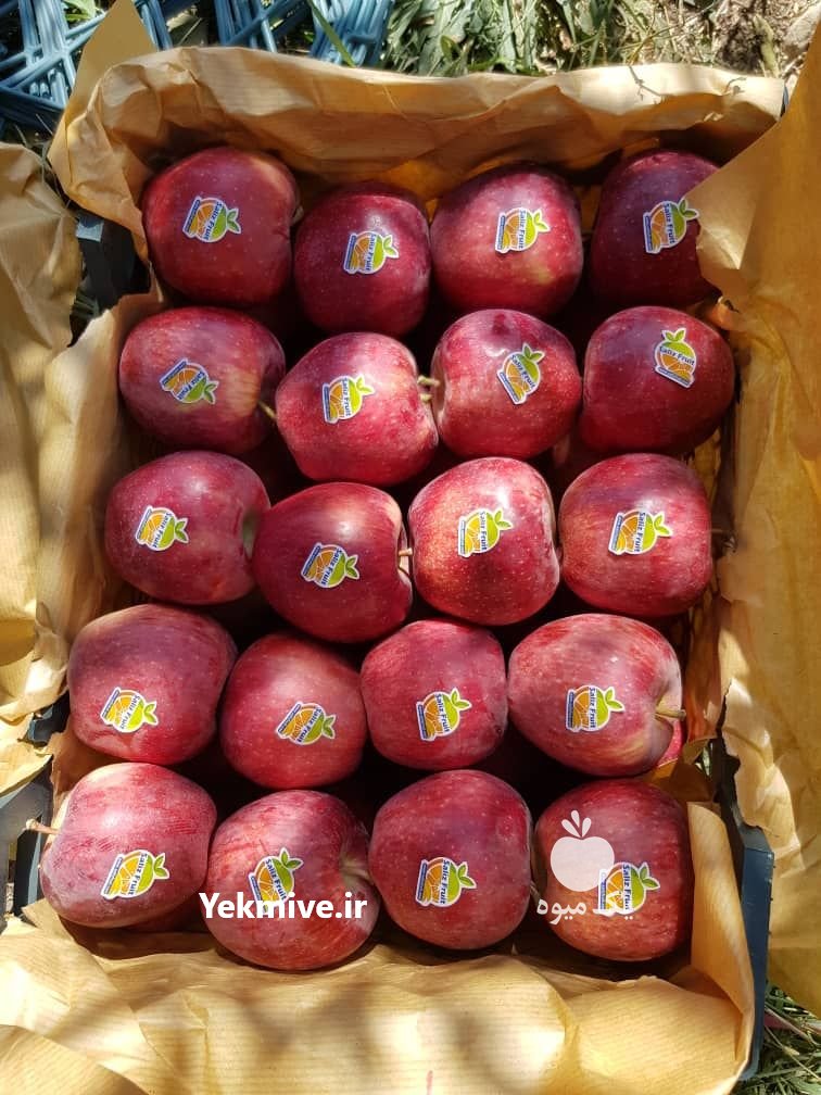 فروش سیب زرد و قرمز با کیفیت عالی در فارس در گروه خرید فروش عمده سیب - زرد و قرمز گلاب پاییزه در یکمیوه -عکس4