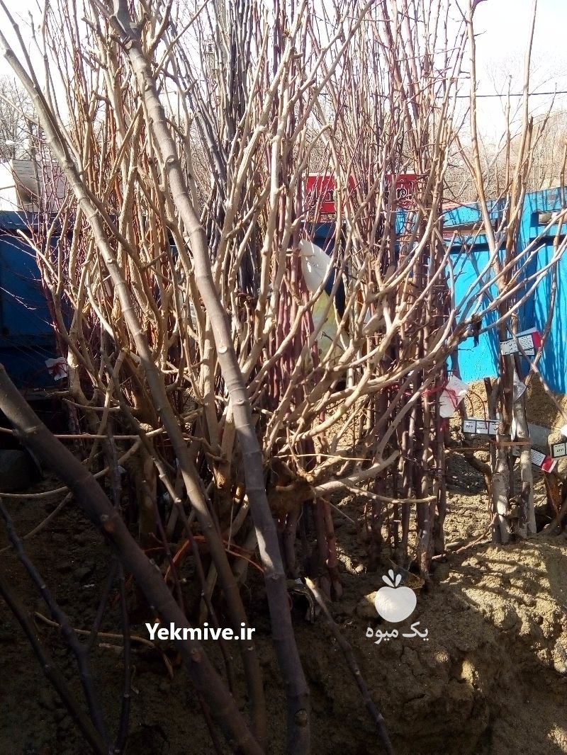 فروش انواع نهال میوه پیوندی در همدان در گروه خرید فروش عمده آلو - آلوچه گوجه سبز زرد خاکی شابلون سانتریزه سیاه در یکمیوه -عکس1