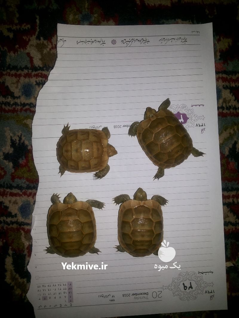 لاکپشت خاکی در شیراز در گروه حیوانات خانگی - خرید و فروش در یکمیوه -عکس1