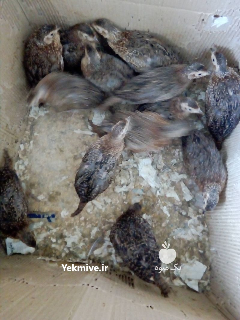 جوجه قرقاول یک ماهه در لاهیجان در گروه انواع پرنده - زینتی عروس هما مینا طوطی مرغ عشق در یکمیوه -عکس1