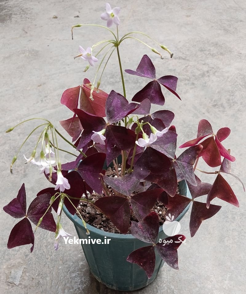 فروش خيلی فوری گل وگیاه در ساری در گروه خرید فروش عمده انواع گل - پروش قاشقی موسی ساکولنت بن سای در یکمیوه -عکس1