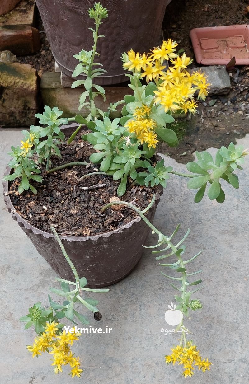 فروش خيلی فوری گل وگیاه در ساری در گروه خرید فروش عمده انواع گل - پروش قاشقی موسی ساکولنت بن سای در یکمیوه -عکس2