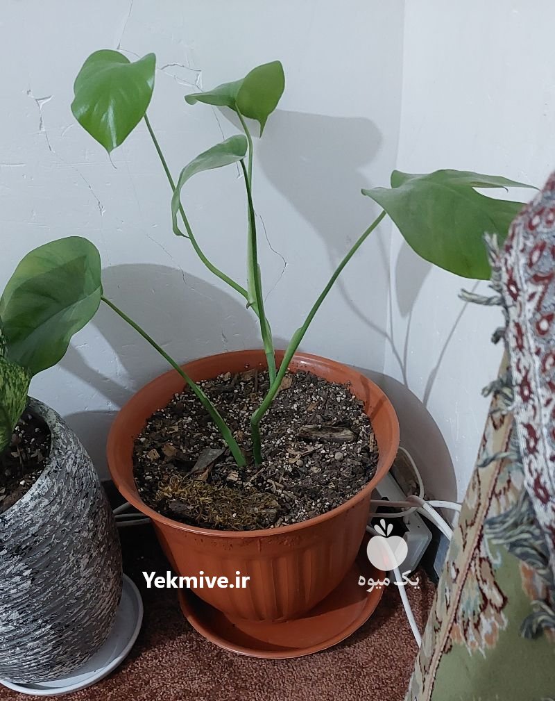 فروش خيلی فوری گل وگیاه در ساری در گروه خرید فروش عمده انواع گل - پروش قاشقی موسی ساکولنت بن سای در یکمیوه -عکس4