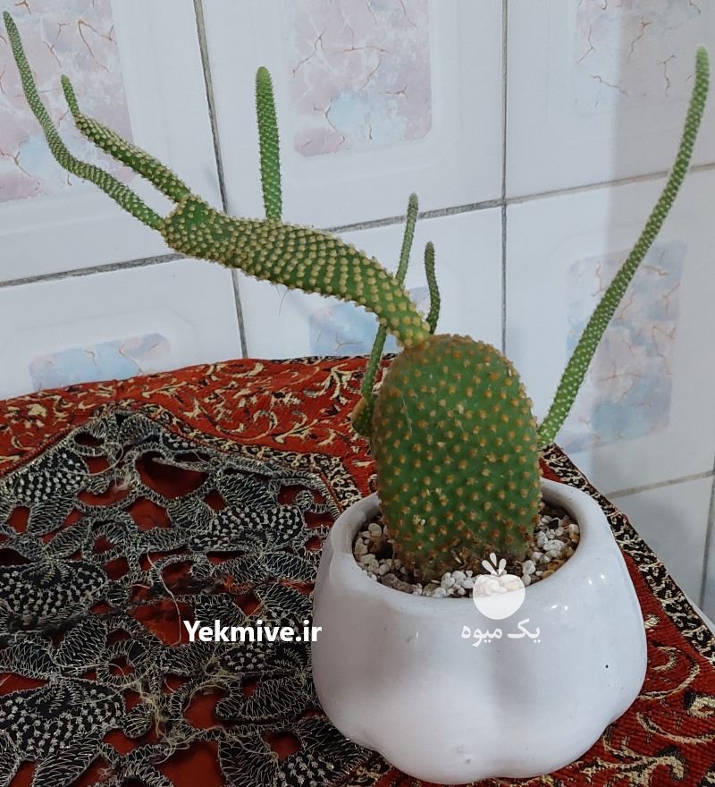 فروش فوری گل وگیاه خانگی در ساری در گروه خرید فروش عمده انواع گل - پروش قاشقی موسی ساکولنت بن سای در یکمیوه -عکس1