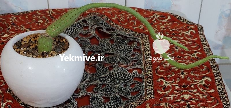 فروش فوری گل وگیاه خانگی در ساری در گروه خرید فروش عمده انواع گل - پروش قاشقی موسی ساکولنت بن سای در یکمیوه -عکس2