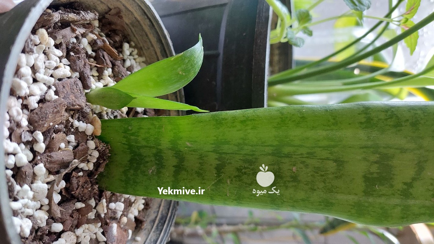 فروش فوری گل وگیاه خانگی در ساری در گروه خرید فروش عمده انواع گل - پروش قاشقی موسی ساکولنت بن سای در یکمیوه -عکس3