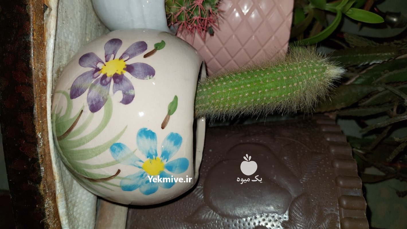 فروش فوری گل وگیاه خانگی در ساری در گروه خرید فروش عمده انواع گل - پروش قاشقی موسی ساکولنت بن سای در یکمیوه -عکس4