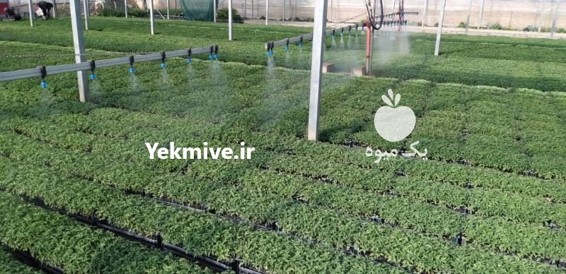 فروش نشاء گوجه فرنگی در شهرضا در گروه خرید فروش نشا - انواع گوجه برنج کاهو پیاز کاری فرنگی در یکمیوه -عکس1