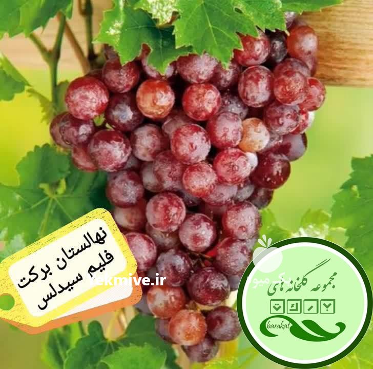 نهال انگور ایرانی و خارجی در نیشابور در گروه خرید فروش نهال - انواع گردو پسته بادام سلطانی انگور در یکمیوه -عکس1