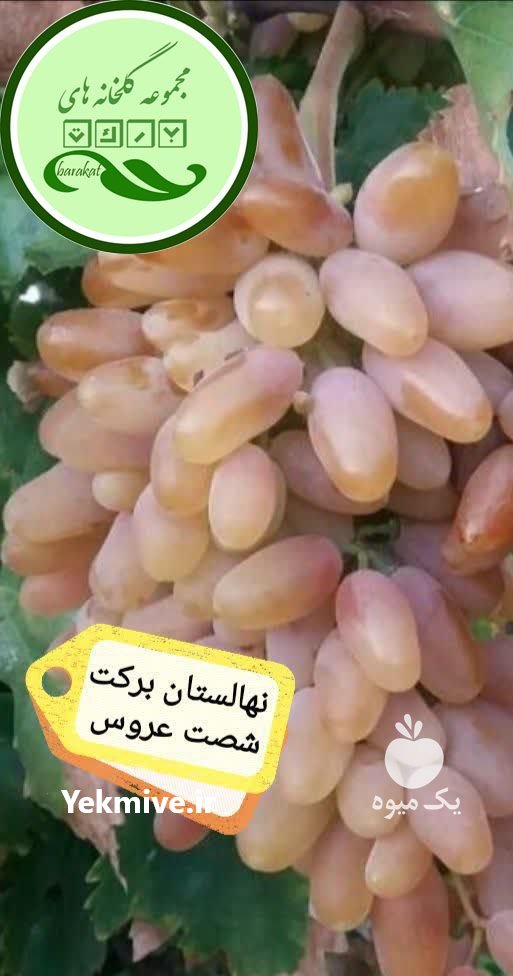 نهال انگور ایرانی و خارجی در نیشابور در گروه خرید فروش نهال - انواع گردو پسته بادام سلطانی انگور در یکمیوه -عکس2