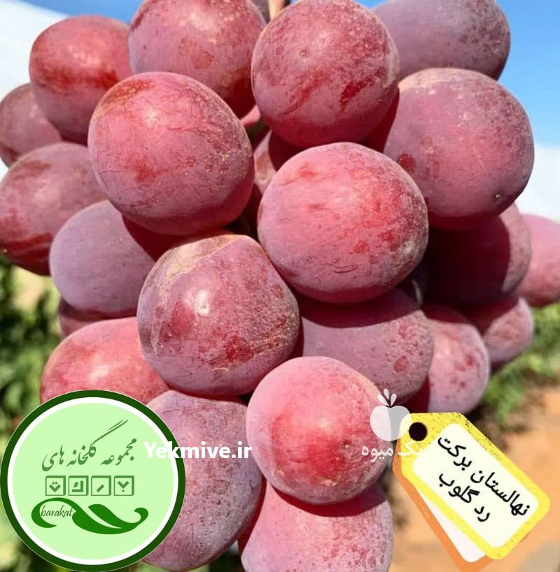 نهال انگور ایرانی و خارجی در نیشابور در گروه خرید فروش نهال - انواع گردو پسته بادام سلطانی انگور در یکمیوه -عکس3