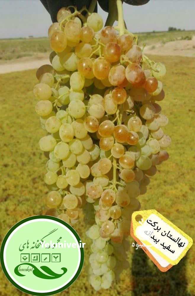 نهال انگور ایرانی و خارجی در نیشابور در گروه خرید فروش نهال - انواع گردو پسته بادام سلطانی انگور در یکمیوه -عکس4