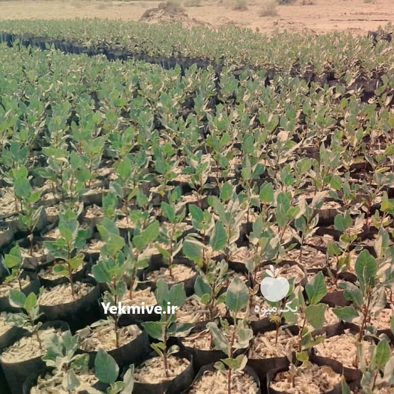 فروش نهال پسته بادامی زرند کرمان در اسفراین در گروه خرید فروش نهال - انواع گردو پسته بادام سلطانی انگور در یکمیوه -عکس1
