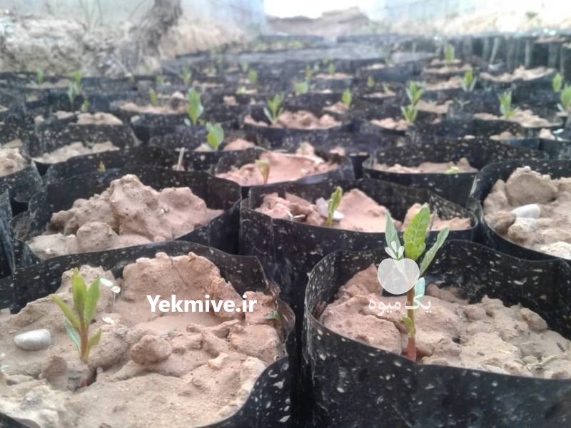 فروش نهال پسته بادامی زرند کرمان در اسفراین در گروه خرید فروش نهال - انواع گردو پسته بادام سلطانی انگور در یکمیوه -عکس2
