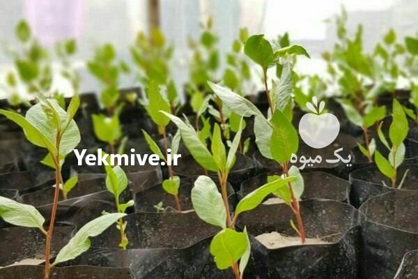 فروش نهال پسته بادامی زرند کرمان در اسفراین در گروه خرید فروش نهال - انواع گردو پسته بادام سلطانی انگور در یکمیوه -عکس4