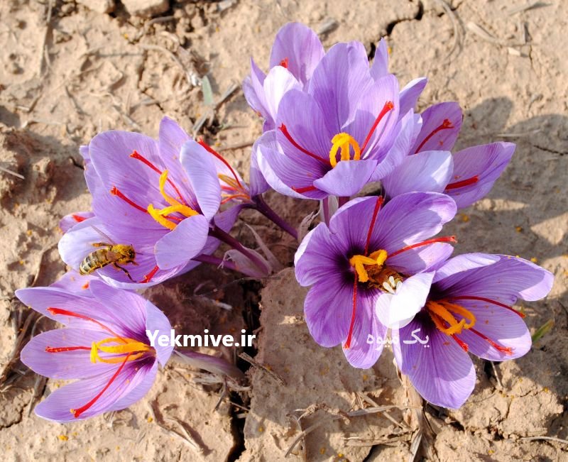 فروش کلی و جزئی زعفران در تهران در گروه خرید فروش عمده زعفران - قائنات قیمت خراسان بهرامن گرم در یکمیوه -عکس2