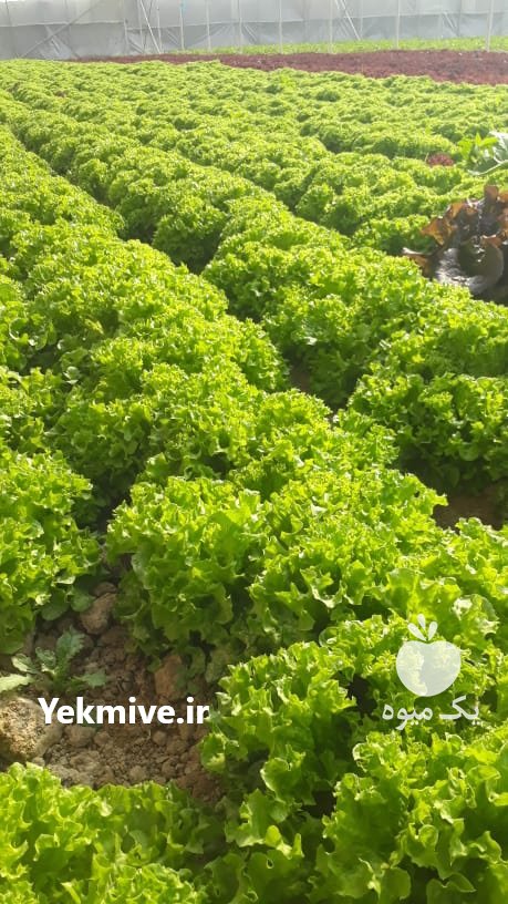 کاهو فرانسه در چهارباغ در گروه خرید فروش عمده کاهو - رسمی پیچ سالادی فرانسوی چینی قرمز در یکمیوه -عکس1