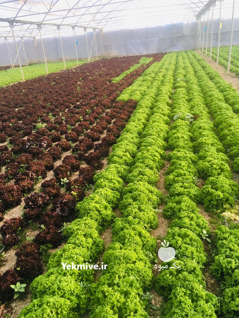 کاهو فرانسه در چهارباغ در گروه خرید فروش عمده کاهو - رسمی پیچ سالادی فرانسوی چینی قرمز در یکمیوه -عکس2