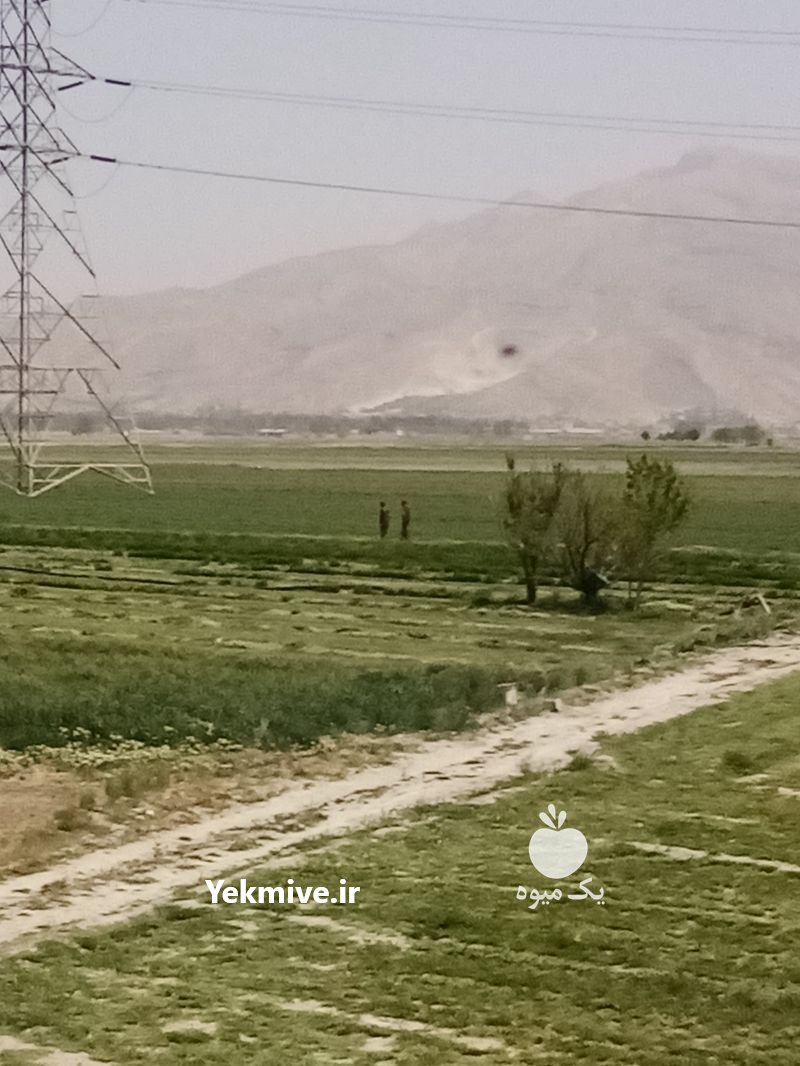 تامین کننده انواع سبزی ها در شیراز در گروه خرید فروش عمده سبزی های برگی - خوردن آش کوکو دلمه قورمه در یکمیوه -عکس1