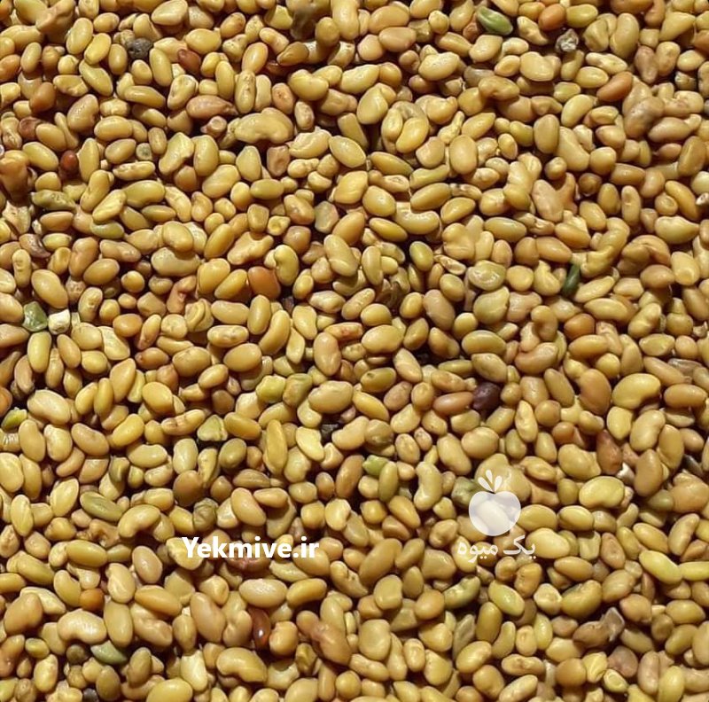 فروش انواع بذر یونجه اصلاح شده در تهران در گروه خرید فروش بذر - انواع محصول کشاورزی گوجه کتان میوه درخت در یکمیوه -عکس3