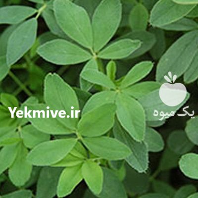 فروش انواع بذر یونجه درجه یک در کرمانشاه در گروه خرید فروش بذر - انواع محصول کشاورزی گوجه کتان میوه درخت در یکمیوه -عکس1