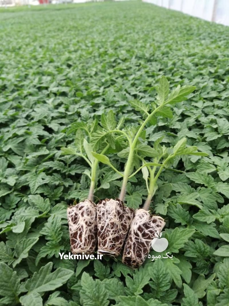 گلخانه تولید نشا در اصفهان در شهرضا در گروه خرید فروش نشا - انواع گوجه برنج کاهو پیاز کاری فرنگی در یکمیوه -عکس1