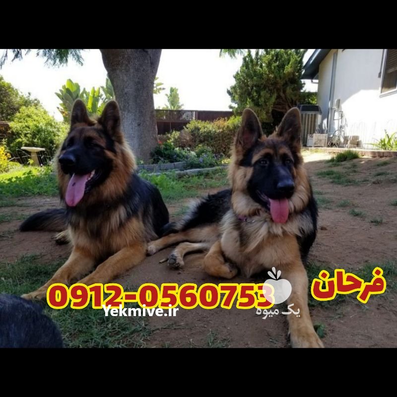 مرکز فروش سگ ژرمن شپرد در تهران در گروه سگ و گربه _ نگهبان هاسکی ژرمن دوبرمن سرابی در یکمیوه -عکس1