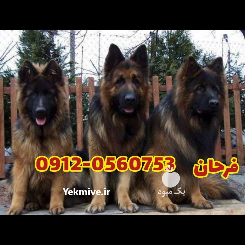 مرکز فروش سگ ژرمن شپرد در تهران در گروه سگ و گربه _ نگهبان هاسکی ژرمن دوبرمن سرابی در یکمیوه -عکس2